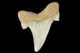 Serrated Fossil Auriculatus Tooth - Sarysu River, Kazakhstan #173805-1